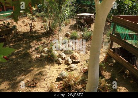 Einige Schildkröten in albanischer Landschaft Stockfoto