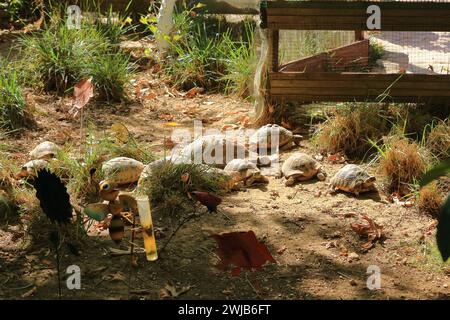 Einige Schildkröten in albanischer Landschaft Stockfoto