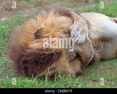 Erwachsene männliche Löwe Panthera leo bedeckt Augen mit Pfoten Südafrika Stockfoto