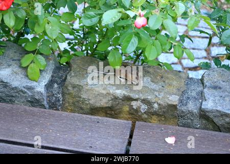 Eine süß aussehende Maus vor einer Mauer auf der Suche nach Essen Stockfoto