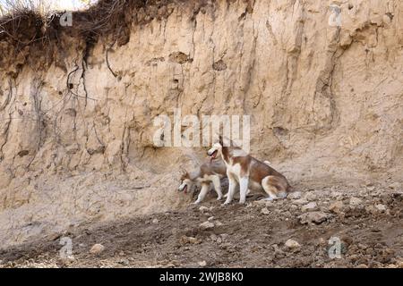 Hunde im Chong-Kemin-Nationalpark in Kirgisistan in Zentralasien Stockfoto