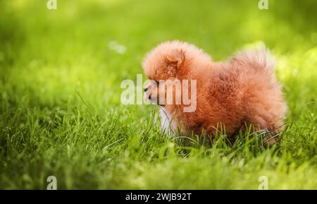 Niedlicher pommerscher Spitz Hund, der auf dem grünen Gras läuft. Stockfoto