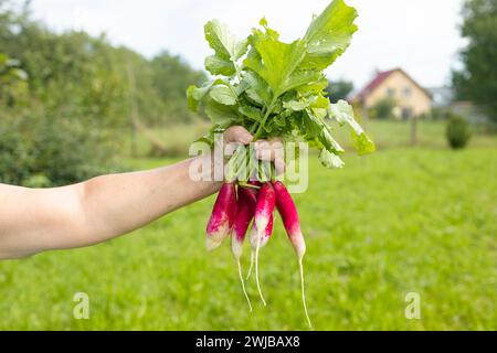 Nahaufnahme eines Haufens frisch gepflückter Radieschen in den Händen eines Bauern. Ernten von rotem Rettich Stockfoto