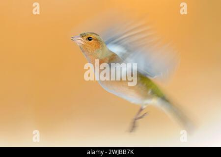 Langlebigkeit, Schwenken, eines fliegenden Common Chaffinch / Buchfink (Fringilla coelebs), der mit seinen Flügeln flattert. Stockfoto