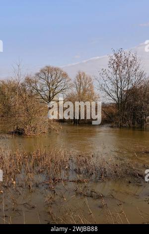 Teilweise untergetauchte Bäume umgeben von Hochwasserwasser am Rhein nahe Düsseldorf, Köln, Niederrheingebiet, Deutschland. Stockfoto