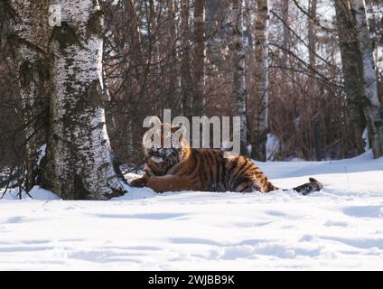 Sibirischer Tiger, Panthera tigris altaica in einer Taiga voller Schnee, Tier entspannen auf Schnee Stockfoto