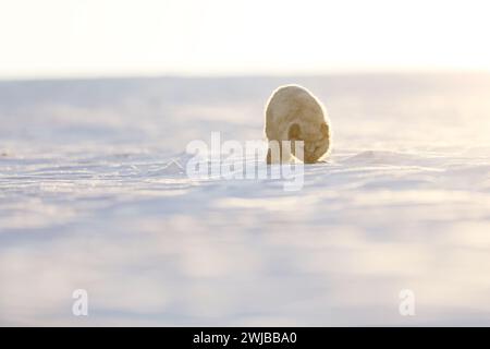 Polarfuchs, schönes Tier im Schnee. Der Polarfuchs schnüffelt. Wildtiere aus der Natur, Vulpes lagopus, Svalbard, Norwegen Stockfoto