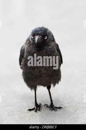 Porträt eines niedlichen kleinen Jackdaw auf hellgrauem Hintergrund Stockfoto