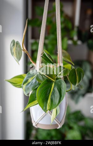 Handgefertigter Baumwoll-Makramee-Pflanzenbügel. Philodendron Scandens Brasil hängt von Makramee-Setting Stockfoto