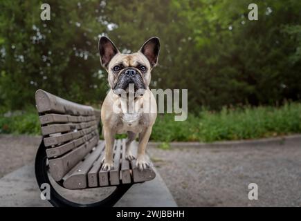 Französische Bulldogge sitzt auf einer Holzbank im Park. Selektiver Fokus. Stockfoto