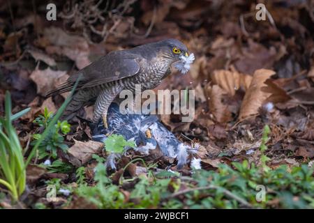 Eurasischer Raubvogel, der Gefangengenommene Taube im britischen Garten ernährt Stockfoto