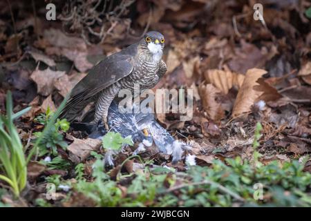 Eurasischer Raubvogel, der Gefangengenommene Taube im britischen Garten ernährt Stockfoto
