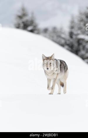 Kojote Canis latrans im Winter, laufen über auf gefrorenen Schnee, leichter Schneefall, in schöner schneebedeckter typischer Umgebung, Yellowstone NP, Wyoming, USA. *** Coyote Canis latrans, im Winter, Wandern auf gefrorenem Schnee, leichte Schneefälle, beobachten, in schöner schneebedeckter Umgebung, Yellowstone NP, Wyoming, USA. Wyoming Nordamerika, Vereinigte Staaten von Amerika Stockfoto