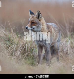 Rotfuchs Vulpes vulpes in dichtem, wunderschönem Winterfell, ausgerwachsenes Tier, steht im hohen Gras einer nassen Wiese , warten ab, beobachtet aufmerksam, schlechtes Wetter, an einem regnerischen Tag, heimische Tierwelt, Wildtiere, Europa. *** Rotfuchs Vulpes vulpes erwachsenes Tier, stehen in hohem Gras, warten, aufmerksam beobachten, schlechtes Wetter, an einem regnerischen Tag, Wildtiere, Europa. Deutschland, Europa Stockfoto