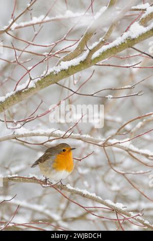 Rotkehlchen Erithacus rubecula im Winter, Schnee, in verschneiten Büschen sitzend, im Hartrigel, kleiner bekannter, auffälliger und häufiger Singvogel mit leuchtend oranger Brust, heimische Tierwelt, Wildtiere, Europa. *** Robin Redbreast Erithacus rubecula im harten Winter, viel Schnee, hoch in verschneiten Büschen, kleiner Vogel, Tierwelt, Europa. Nordrhein-Westfalen Deutschland, Westeuropa Stockfoto