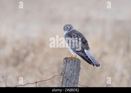 Northern Harrier männlich sitzt an einem Wintertag in Kanada auf einem Pfosten Stockfoto