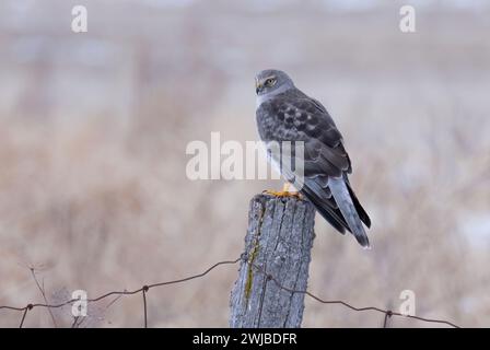 Northern Harrier männlich sitzt an einem Wintertag in Kanada auf einem Pfosten Stockfoto