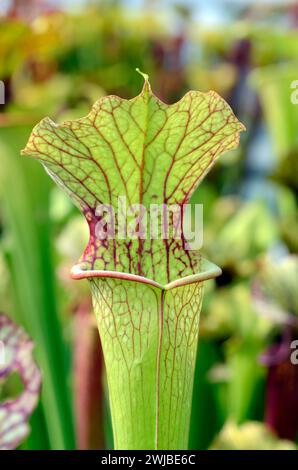 Detail der Trompetenkrug (Sarracenia x moorei H-62-MK), eine wunderschöne insektenfressende Pflanze Stockfoto