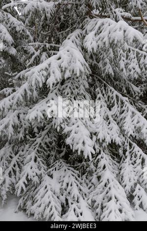 Schneebedeckte Fichtenzweige in einem Wald Stockfoto