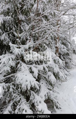 Schneebedeckte Fichtenzweige in einem Wald Stockfoto