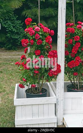 Rote Rosen 'gulliver' in Holztopf Stockfoto