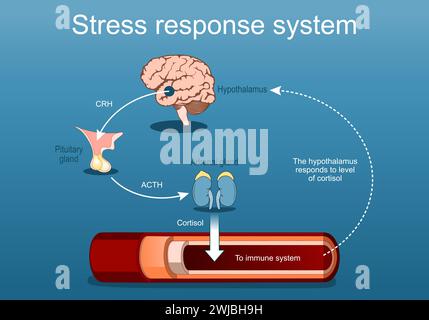 Stress-Response-System. Stresshormone und Cortisolspiegel. Kampf-oder-Flug-Reaktion. Das sympathische Nervensystem. Vektorposter. Isometrische Flachillust Stock Vektor