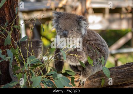 Ein flauschiger Koala (Phascolarctos cinereus) hält sich in der Nähe seines kaum sichtbaren joey. Koalas sind keine Bären, sondern Beuteltiere, die nur in Australien vorkommen. Stockfoto