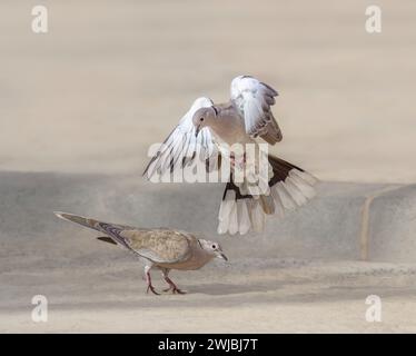 Zwei eurasische Tauben, Streptopelia Decocto, kämpfen miteinander, Fuerteventura, Kanarische Insel, Spanien Stockfoto