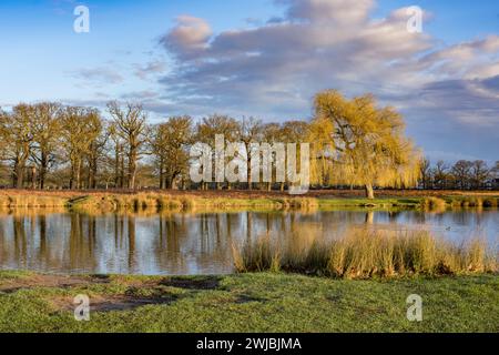 Heller, sonniger Februarmorgen im Bushy Park in Surrey, Großbritannien Stockfoto