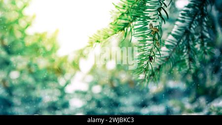 Weihnachtskarte, schneebedeckter Weihnachtsbaum, frostige Tannenzweige. Winter Hintergrund, Winter Tannenzweige bedeckt mit Schnee, Winter Bäume unter Herbst Stockfoto