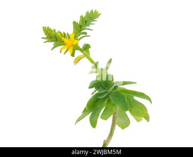 Palmer-Sedumpflanze isoliert auf weißem Hintergrund, Sedum palmeri Stockfoto