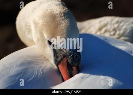 Ein stummer Schwan ruht mit dem Kopf auf dem Rücken und dem Schnabel in seine Federn. Die Sonne scheint von links und hebt die Federstruktur hervor. Stockfoto