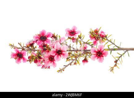 Blühender Manuka-Zweig isoliert auf weißem Hintergrund, Leptospermum scoparium Stockfoto