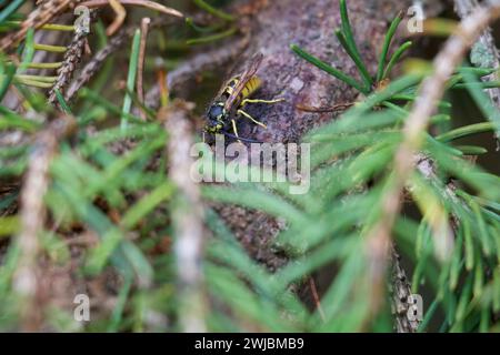 Die Wespe sitzt auf einer Kiefer, zwischen Ästen gesehen. Stockfoto