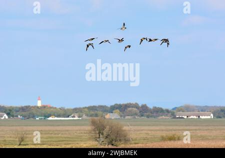 Eurasische Witwe, auch bekannt als Widgeon, Pfeifente, Canard Siffleur, fütyülő réce, Anas penelope, Ungarn, Magyarország, Europa Stockfoto