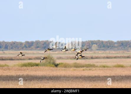 Eurasische Witwe, auch bekannt als Widgeon, Pfeifente, Canard Siffleur, fütyülő réce, Anas penelope, Ungarn, Magyarország, Europa Stockfoto