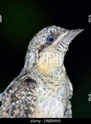 Eurasischer Wryneck, nördlicher Wryneck, Wendehals, Torcol-Viermilier, Jynx torquilla, Nyaktekercs, Ungarn, Magyarország, Europa Stockfoto