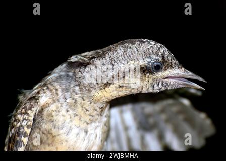 Eurasischer Wryneck, nördlicher Wryneck, Wendehals, Torcol-Viermilier, Jynx torquilla, Nyaktekercs, Ungarn, Magyarország, Europa Stockfoto