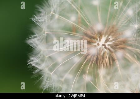 Nahaufnahme von Seed Löwenzahn auf grünem Hintergrund. Stockfoto
