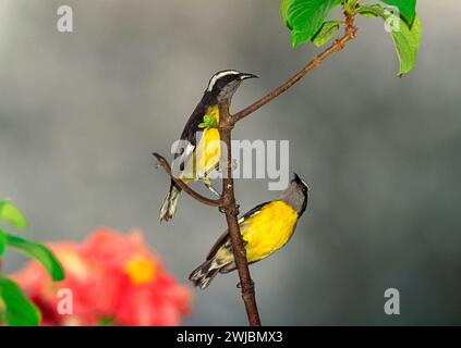 Bananaquit Coereba flaveola zwei gelbe Vögel auf einem Zweig in Tobago West Indies Stockfoto