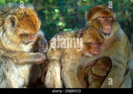 Berbermakaken Macaca sylvanus, eine Familiengruppe, die sich mit dem Pflegeverhalten beschäftigt und einen Jungen saugt Stockfoto