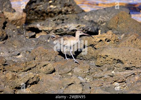 Gewöhnlicher Brach unter Felsen. Eurasischer Brachvogel (numenius arquata) Fuerteventura, aufgenommen im November 2023 Stockfoto