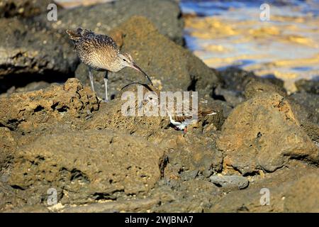 Gewöhnlicher Brach unter Felsen. Eurasischer Brachvogel (numenius arquata) Fuerteventura, aufgenommen im November 2023 Stockfoto