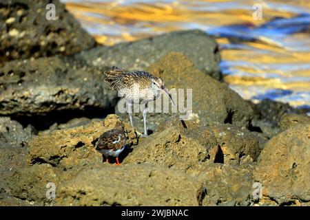 Gewöhnlicher Brach unter Felsen. Eurasischer Brachvogel (numenius arquata) Fuerteventura, aufgenommen im November 2023 Stockfoto