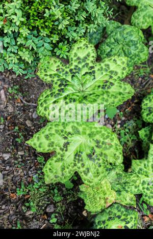 Die gefleckten grünen Blätter von Podophyllum versipelle „Spotty Dotty“ Stockfoto