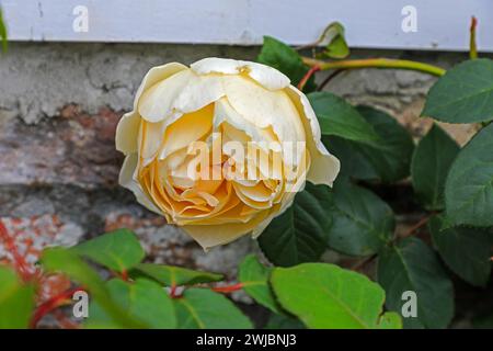 Ein gelber Blumenkopf einer David Austin Rose, genannt Rosa „Teasing Georgia“ Stockfoto