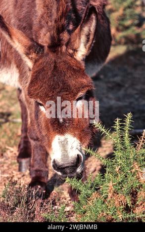 Esel weidet auf einem Ginsterstrauch Ulex in New Forest England Stockfoto