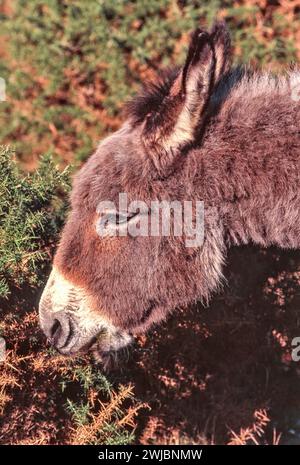 Esel weidet auf einem Ginsterstrauch Ulex im Winter New Forest England Stockfoto