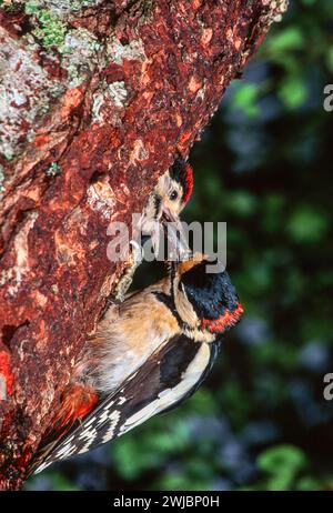 Toller Fleckenspecht Dendrocopos Major füttert den Jungen mit Ameisen Stockfoto