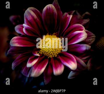 Nahaufnahme einer violetten Zinnia mit gelbem Zentrum und weißen Blütenblättern auf dunklem Hintergrund. Stockfoto